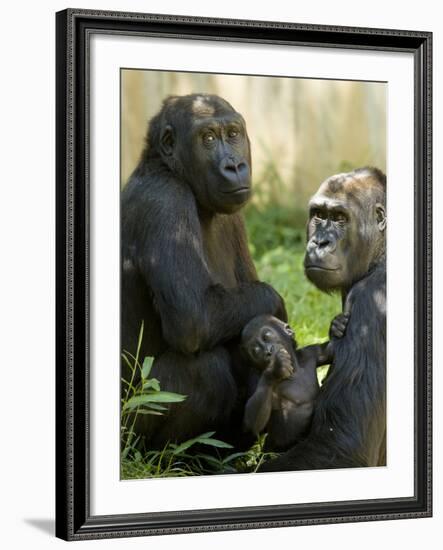 National Zoological Park: Lowland Gorilla-null-Framed Photographic Print