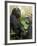 National Zoological Park: Lowland Gorilla-null-Framed Photographic Print