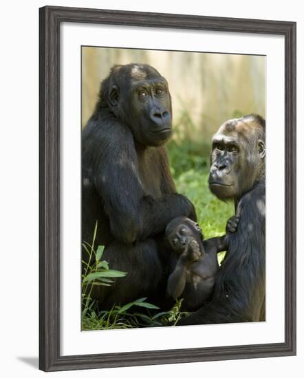 National Zoological Park: Lowland Gorilla-null-Framed Photographic Print