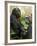 National Zoological Park: Lowland Gorilla-null-Framed Photographic Print