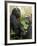 National Zoological Park: Lowland Gorilla-null-Framed Photographic Print