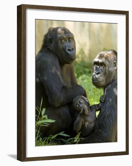 National Zoological Park: Lowland Gorilla-null-Framed Photographic Print