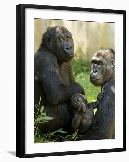 National Zoological Park: Lowland Gorilla-null-Framed Photographic Print