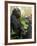 National Zoological Park: Lowland Gorilla-null-Framed Photographic Print