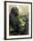 National Zoological Park: Lowland Gorilla-null-Framed Photographic Print