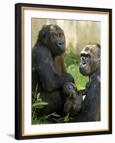 National Zoological Park: Lowland Gorilla-null-Framed Photographic Print