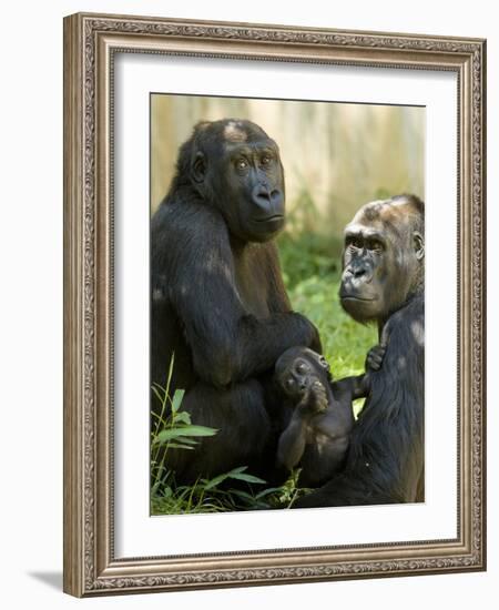 National Zoological Park: Lowland Gorilla-null-Framed Photographic Print