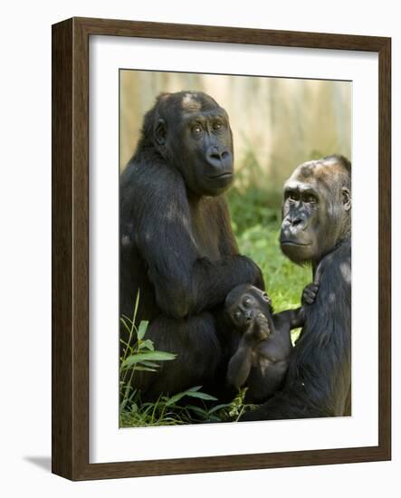 National Zoological Park: Lowland Gorilla-null-Framed Photographic Print
