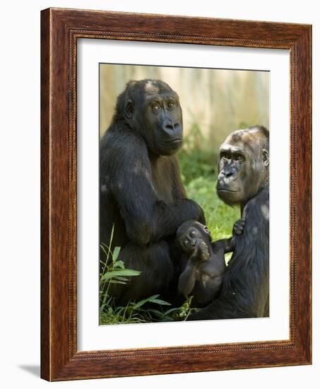 National Zoological Park: Lowland Gorilla-null-Framed Photographic Print