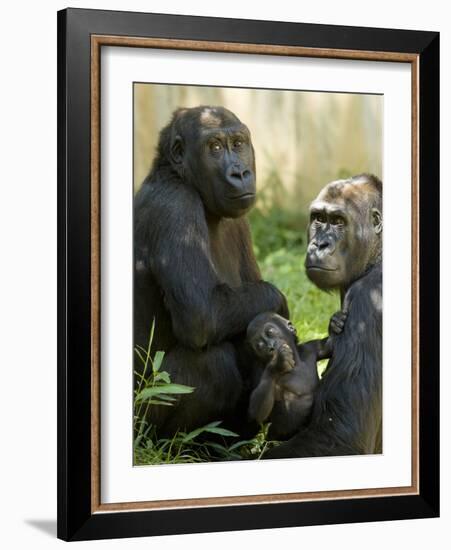 National Zoological Park: Lowland Gorilla-null-Framed Photographic Print