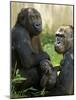 National Zoological Park: Lowland Gorilla-null-Mounted Photographic Print