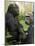 National Zoological Park: Lowland Gorilla-null-Mounted Photographic Print