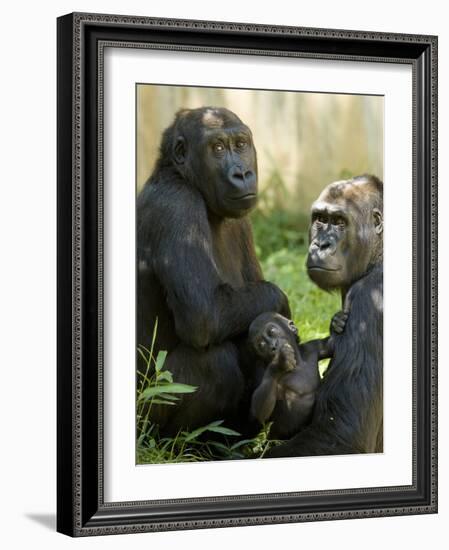 National Zoological Park: Lowland Gorilla-null-Framed Photographic Print