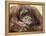 National Zoological Park: Orangutan-null-Framed Premier Image Canvas