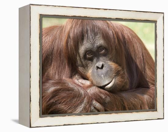 National Zoological Park: Orangutan-null-Framed Premier Image Canvas