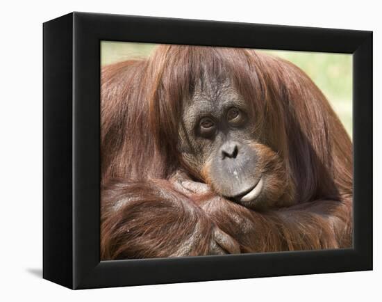 National Zoological Park: Orangutan-null-Framed Premier Image Canvas