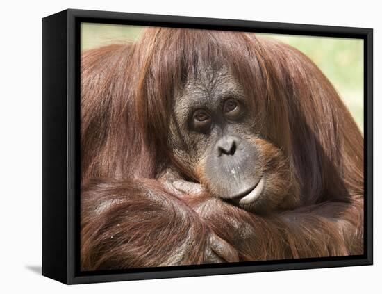 National Zoological Park: Orangutan-null-Framed Premier Image Canvas