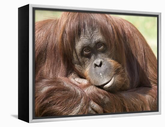 National Zoological Park: Orangutan-null-Framed Premier Image Canvas