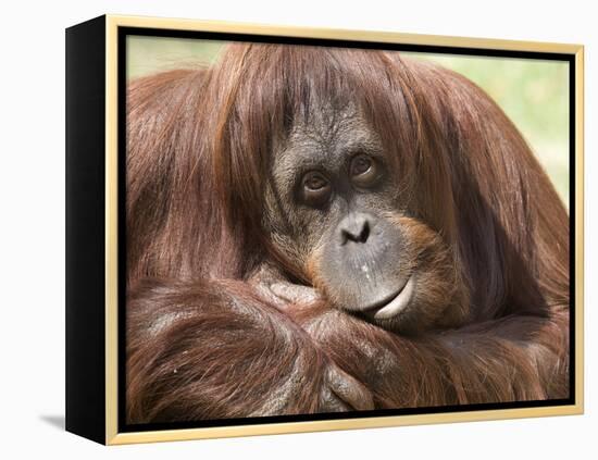 National Zoological Park: Orangutan-null-Framed Premier Image Canvas