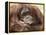 National Zoological Park: Orangutan-null-Framed Premier Image Canvas