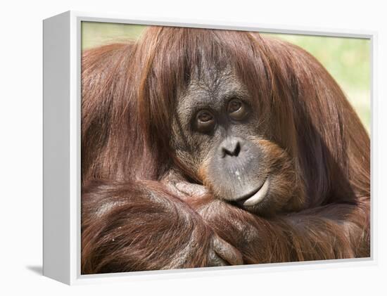 National Zoological Park: Orangutan-null-Framed Premier Image Canvas