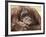 National Zoological Park: Orangutan-null-Framed Photographic Print