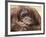 National Zoological Park: Orangutan-null-Framed Photographic Print
