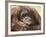 National Zoological Park: Orangutan-null-Framed Photographic Print