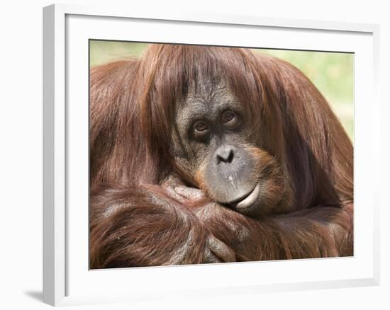 National Zoological Park: Orangutan-null-Framed Photographic Print