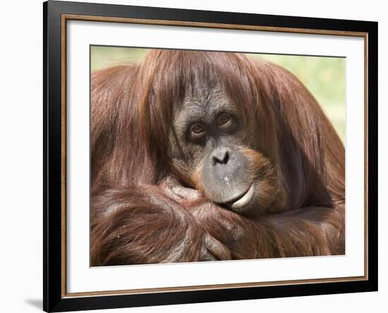 National Zoological Park: Orangutan-null-Framed Photographic Print