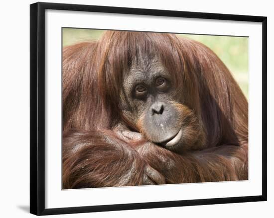 National Zoological Park: Orangutan-null-Framed Photographic Print