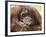 National Zoological Park: Orangutan-null-Framed Photographic Print