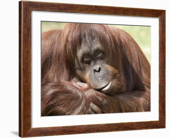 National Zoological Park: Orangutan-null-Framed Photographic Print