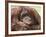 National Zoological Park: Orangutan-null-Framed Photographic Print