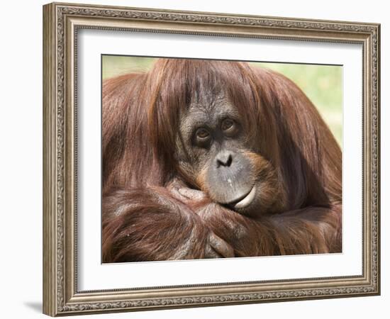 National Zoological Park: Orangutan-null-Framed Photographic Print