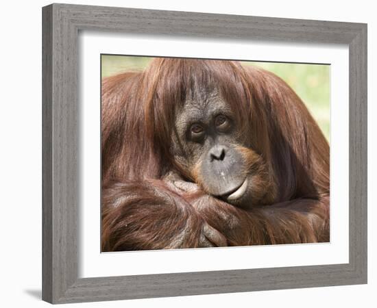 National Zoological Park: Orangutan-null-Framed Photographic Print