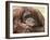 National Zoological Park: Orangutan-null-Framed Photographic Print