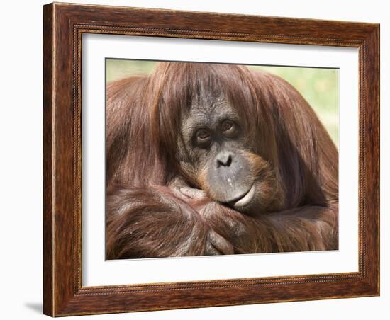 National Zoological Park: Orangutan-null-Framed Photographic Print