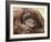 National Zoological Park: Orangutan-null-Framed Photographic Print