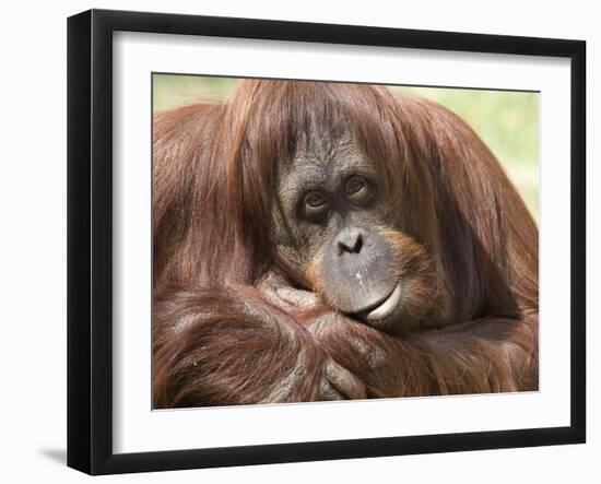 National Zoological Park: Orangutan-null-Framed Photographic Print