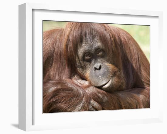 National Zoological Park: Orangutan-null-Framed Photographic Print