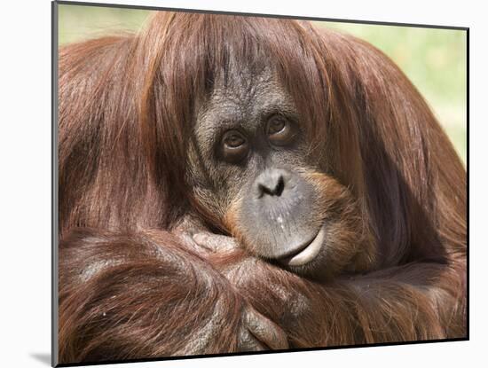 National Zoological Park: Orangutan-null-Mounted Photographic Print