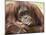 National Zoological Park: Orangutan-null-Mounted Photographic Print