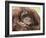 National Zoological Park: Orangutan-null-Framed Photographic Print