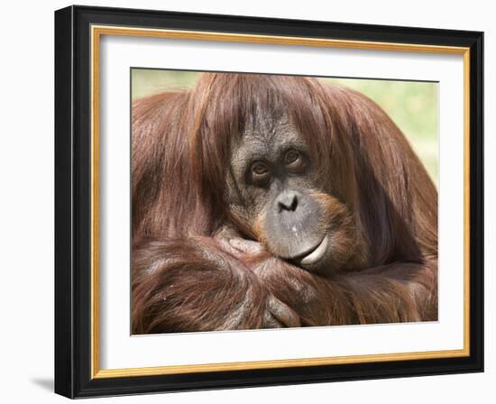 National Zoological Park: Orangutan-null-Framed Photographic Print