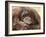 National Zoological Park: Orangutan-null-Framed Photographic Print