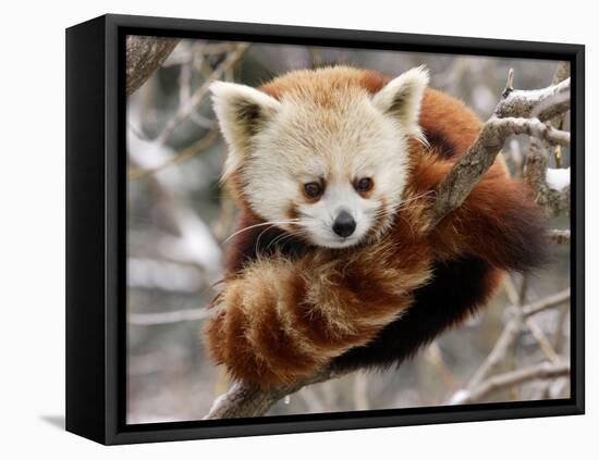 National Zoological Park: Red Panda-null-Framed Premier Image Canvas