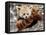 National Zoological Park: Red Panda-null-Framed Premier Image Canvas