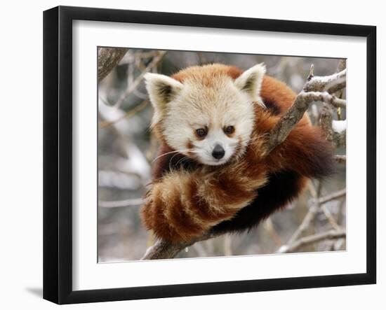 National Zoological Park: Red Panda-null-Framed Premium Photographic Print