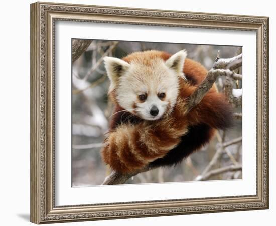 National Zoological Park: Red Panda-null-Framed Photographic Print